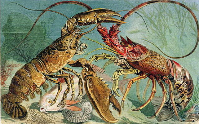 Lobster and Spiny Lobster, plate from Brehms Tierleben: Allgemeine Kunde des Tierreichs, vol.10, p.4 od German School, (19th century)