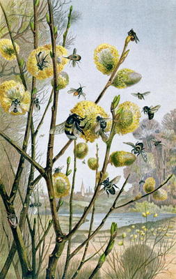Spring in the Insect World, plate from Brehms Tierleben: Allgemeine Kunde des Tierreichs, vol.9, p.2 od German School, (19th century)