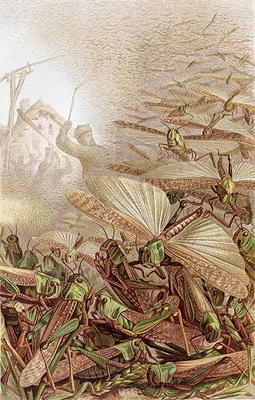 Swarm of Migratory Locusts, plate from Brehms Tierleben: Allgemeine Kunde des Tierreichs, vol.9, p.5 od German School, (19th century)