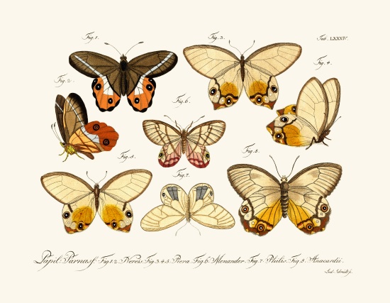 Butterflies od German School, (18th century)