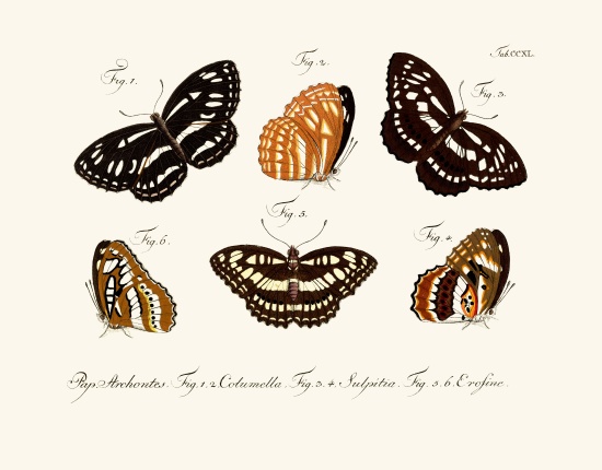 Butterflies od German School, (18th century)