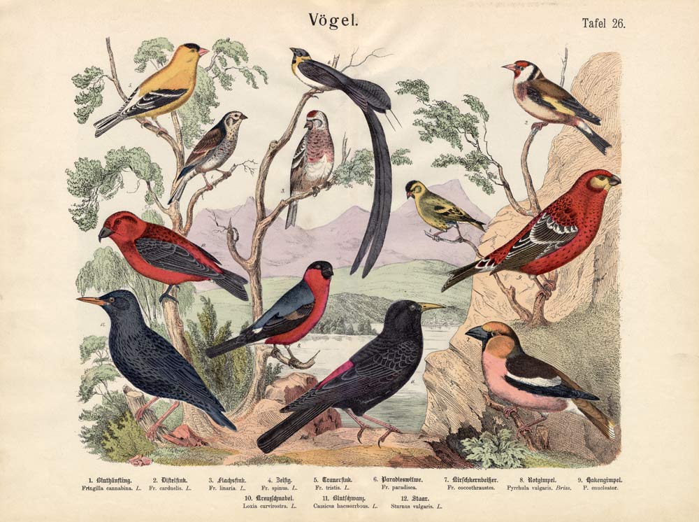 Birds, c.1860 od German School, (19th century)