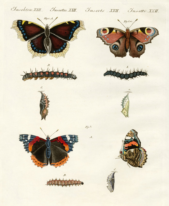 Butterflies -- birds of day od German School, (19th century)