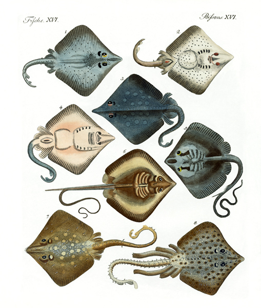 Different kinds of rays od German School, (19th century)