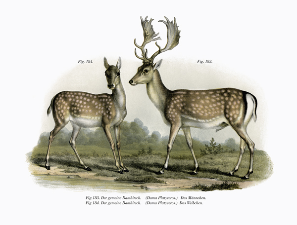 Fallow Deer od German School, (19th century)