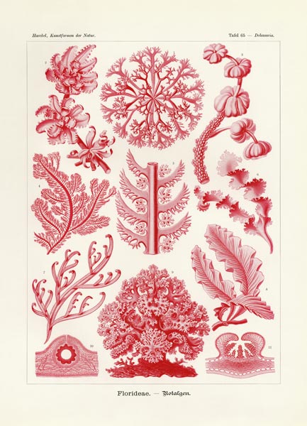Florideae or Rhodophyceae od German School, (19th century)