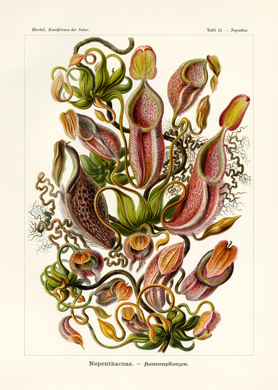 Nepenthaceae od German School, (19th century)