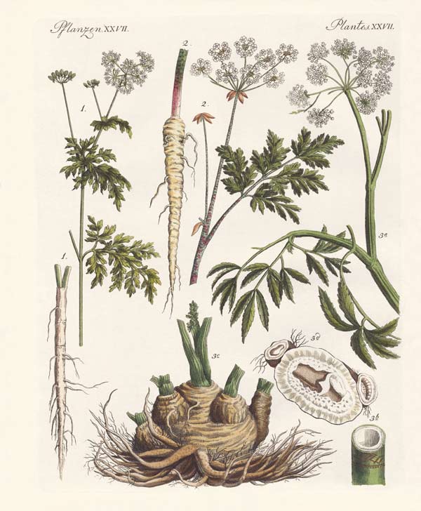 Poisonous German plants od German School, (19th century)