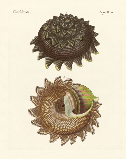 A rare mollusk shell of the South Sea od German School, (19th century)