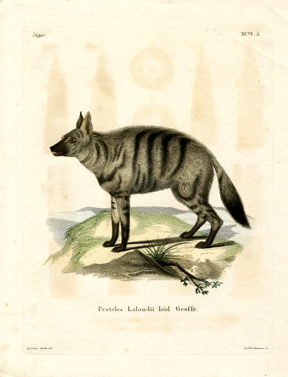 Aardwolf od German School, (19th century)