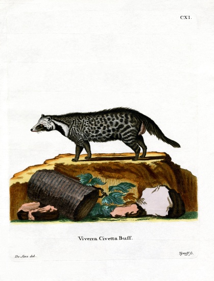 African Civet od German School, (19th century)