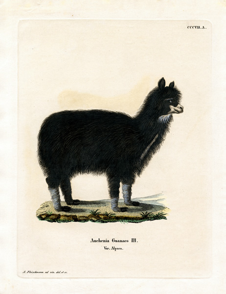 Alpaca od German School, (19th century)