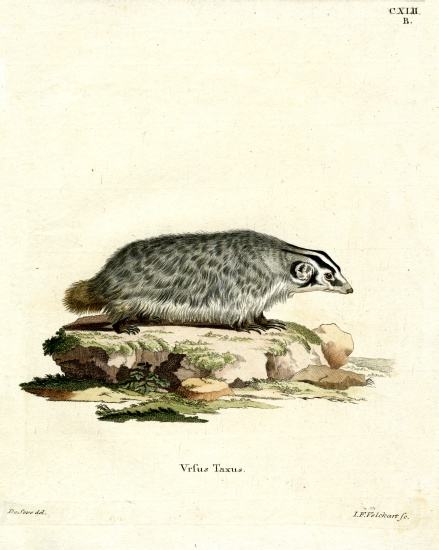 American Badger od German School, (19th century)