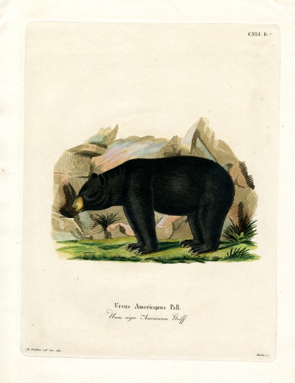 American Black Bear od German School, (19th century)