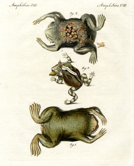 American toads od German School, (19th century)