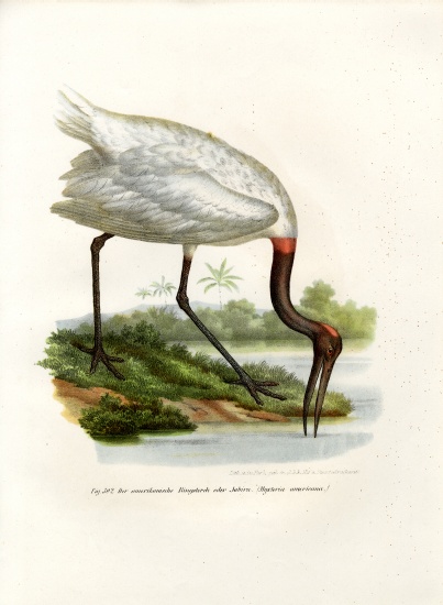 American Wood Ibis od German School, (19th century)