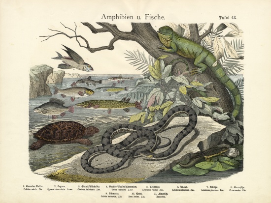Amphibians and Fishes, c.1860 od German School, (19th century)