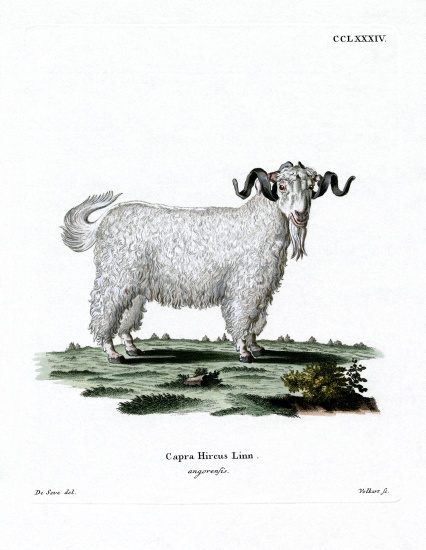 Angora Goat od German School, (19th century)