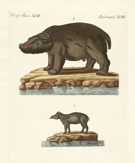 Animals from hot countries od German School, (19th century)