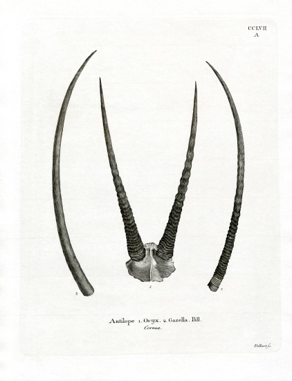 Arabian Oryx Horns od German School, (19th century)