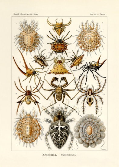 Arachnida od German School, (19th century)