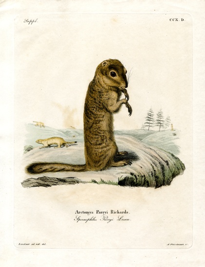 Arctic Ground Squirrel od German School, (19th century)