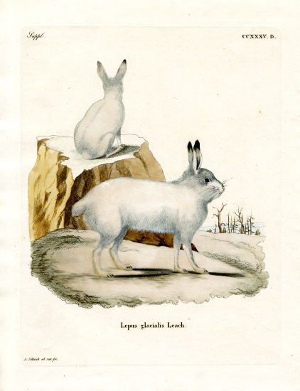 Arctic Hare od German School, (19th century)