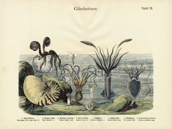 Arthropods, c.1860 od German School, (19th century)