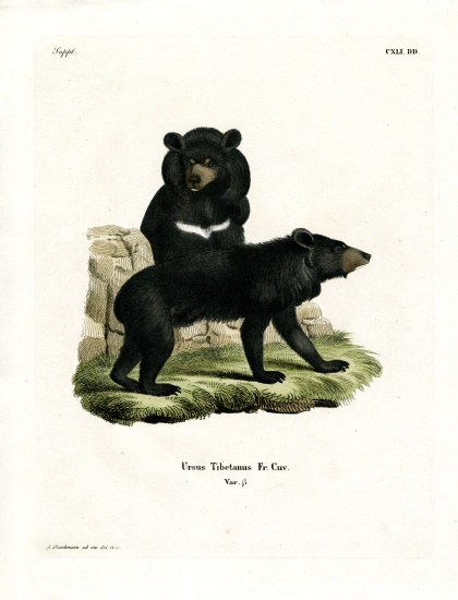 Asian Black Bear od German School, (19th century)