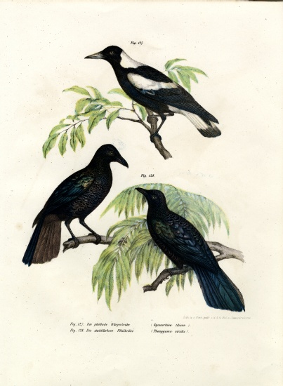 Australian Magpie od German School, (19th century)