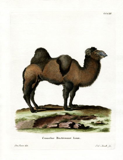 Bactrian Camel od German School, (19th century)