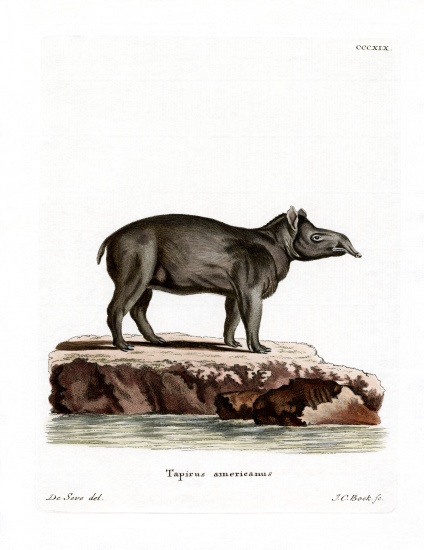 Baird's Tapir od German School, (19th century)