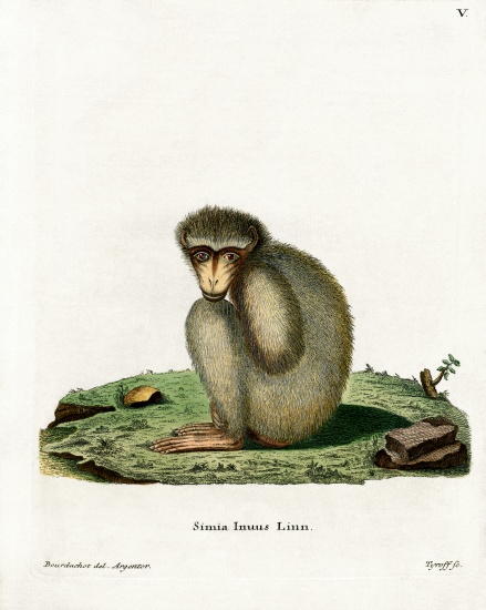 Barbary Ape od German School, (19th century)