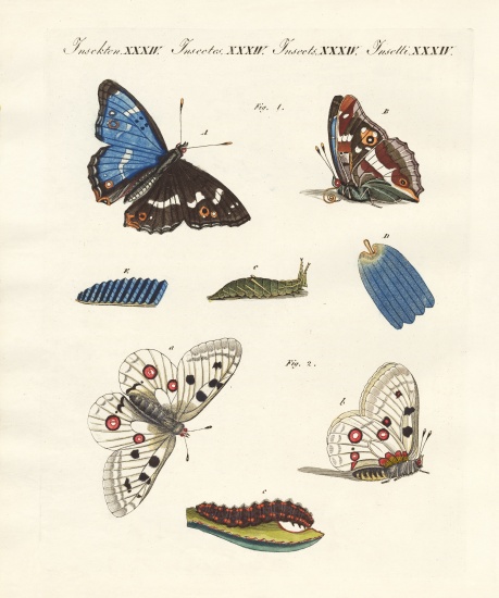 Beatiful butterflies od German School, (19th century)