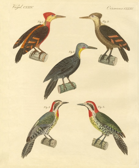 Beautiful and foreign woodpecker od German School, (19th century)