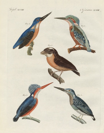 Beautiful birds od German School, (19th century)