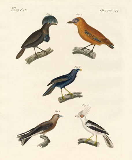 Beautiful birds od German School, (19th century)