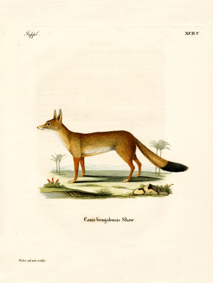 Bengal Fox od German School, (19th century)