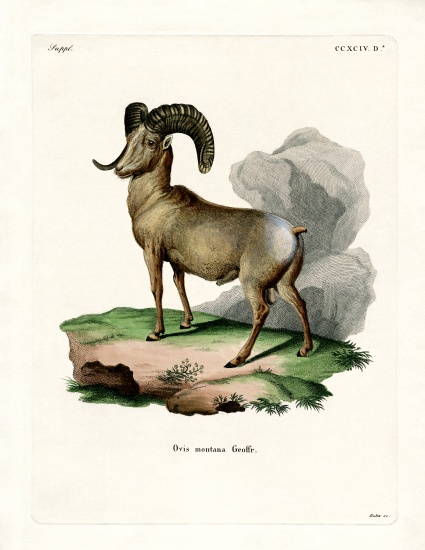 Bighorn Sheep od German School, (19th century)