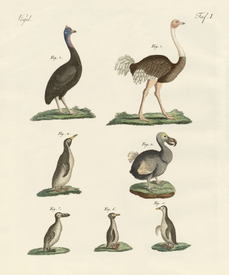 Birds od German School, (19th century)