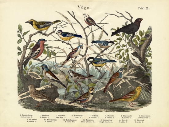 Birds, c.1860 od German School, (19th century)