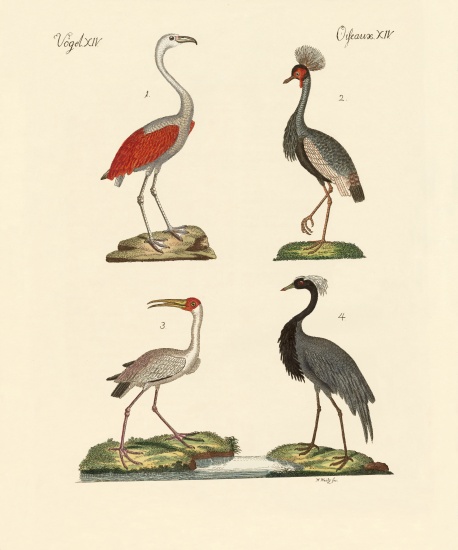Birds from hot countries od German School, (19th century)