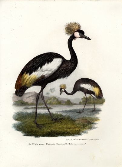 Black Crowned Crane od German School, (19th century)