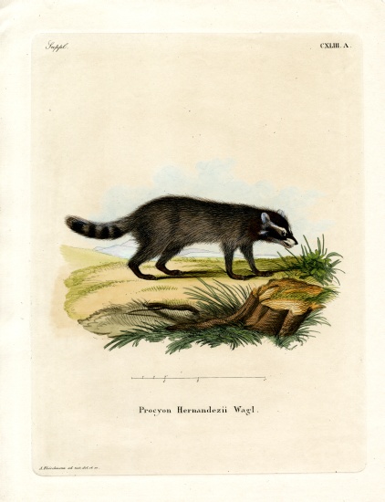 Black-footed raccoon od German School, (19th century)
