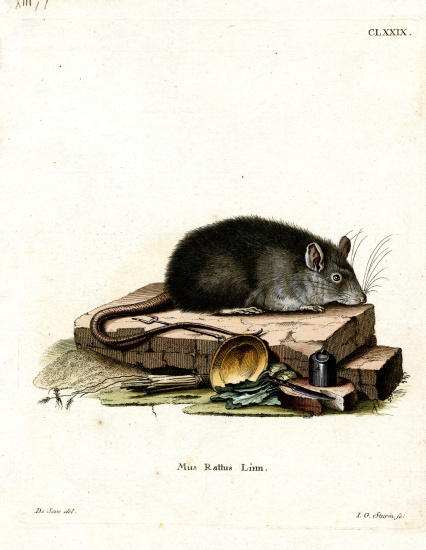 Black Rat od German School, (19th century)