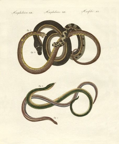 Blindworms od German School, (19th century)