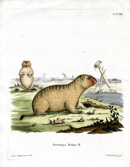 Bobac Marmot od German School, (19th century)