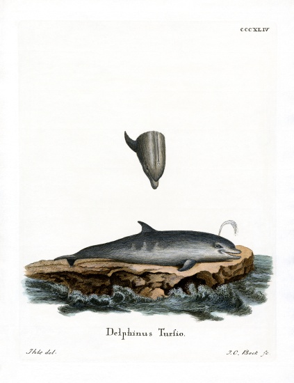 Bottle-nosed Dolphin od German School, (19th century)