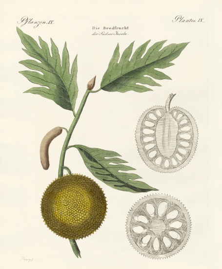 Breadfruit od German School, (19th century)