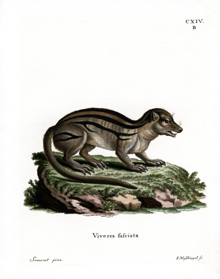 Broad-striped Malagasy Mongoose od German School, (19th century)